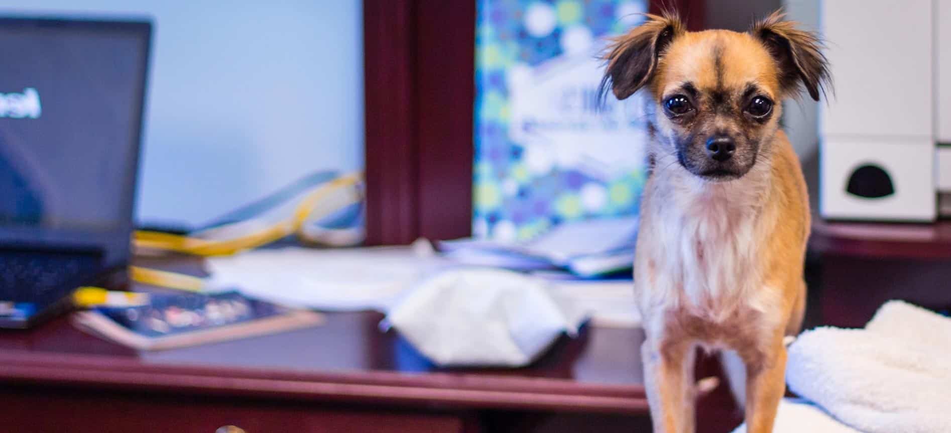 Hund im Büro - die Gefahren